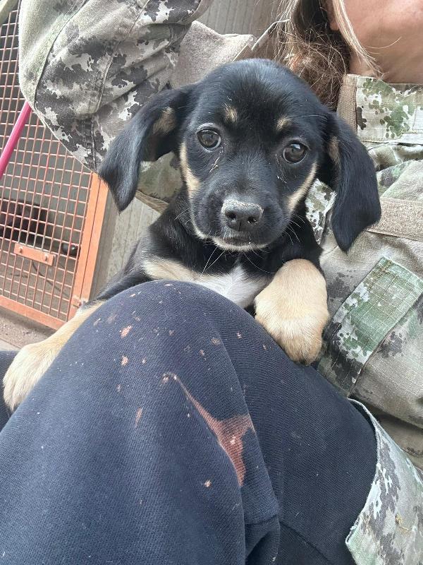 IRIS - cucciola di 4 mesi - taglia piccola Foto 2